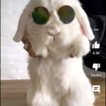 تحميل اليوتيوب الذهبي للايفون Youtube gold.16.41.2.IOS آخر إصدار 1